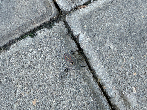 Yellow-spotted Stink Bug