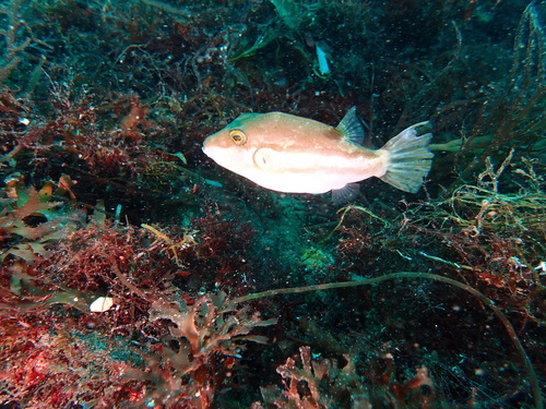 Brown-lined puffer (Canthigaster rivulata) — Tetraodontidae