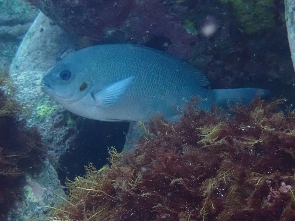 Karanteen (Crenidens crenidens) — Sparidae