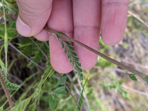 Image of Horkelia tenuiloba by (c) My-Lan Le, some rights reserved (CC BY)