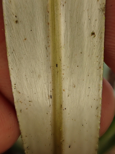 Celmisia armstrongii, photograph 4