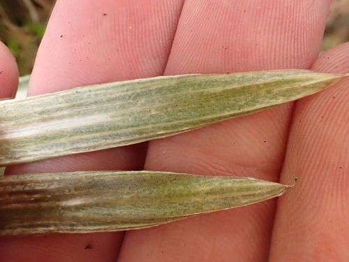 Celmisia armstrongii, photograph 6