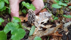 Morchella diminutiva