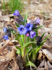 Pulmonaria angustifolia