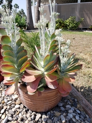 Kalanchoe luciae