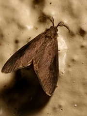 Cryptothelea nigrita