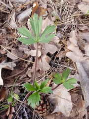 Pulsatilla patens
