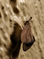 Cryptothelea nigrita