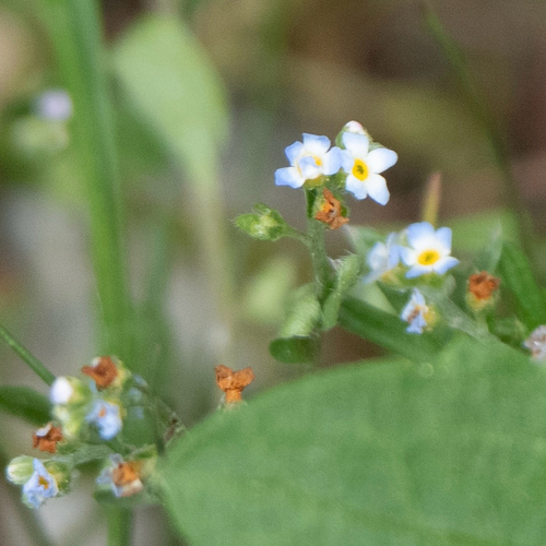 Cucumber-herb