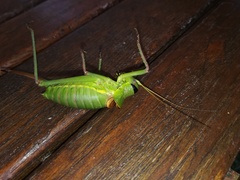 Ephippiger perforatus