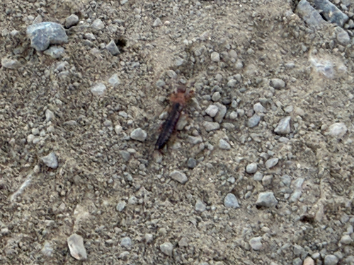 Bicolored webspinner photo 6