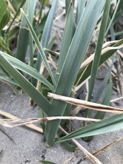 Leymus arenarius