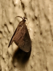 Cryptothelea nigrita
