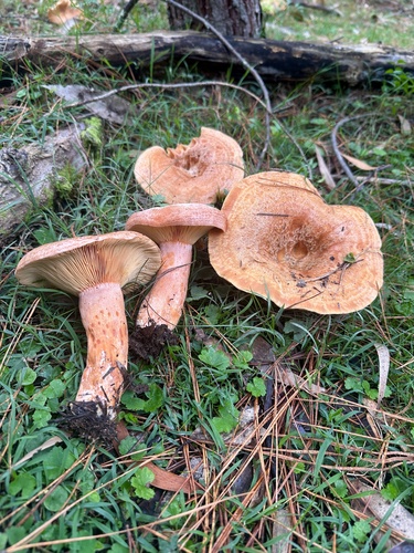 saffron milkcap