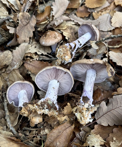 Blewit