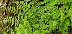 Cystopteris bulbifera