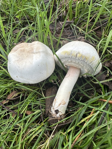 Yellow Stainer