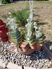 Kalanchoe luciae