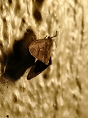 Cryptothelea nigrita