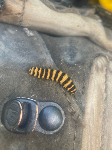 Cinnabar moth