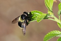 Volucella bombylans