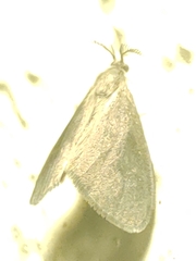 Cryptothelea nigrita