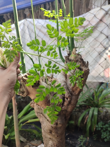 Moringa tree