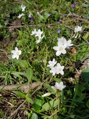 Claytonia virginica