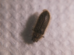 Enicopus