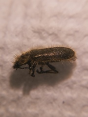 Enicopus