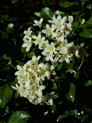 Orange Jasmine