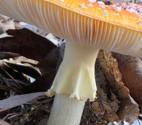 Fly Agaric