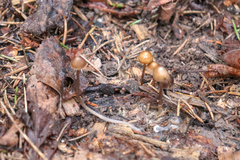 Mycena plumipes