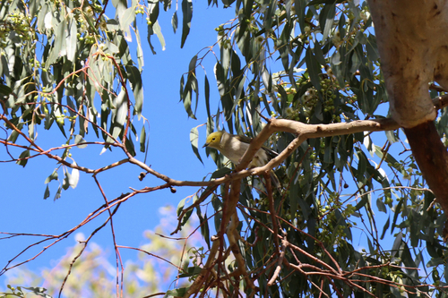White-plumed Honeyeater