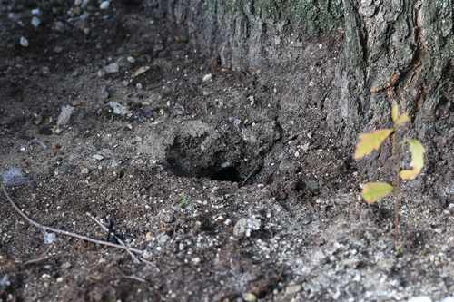 Rat photographed near here on 2026-06-21