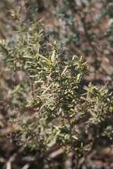 Clutia daphnoides