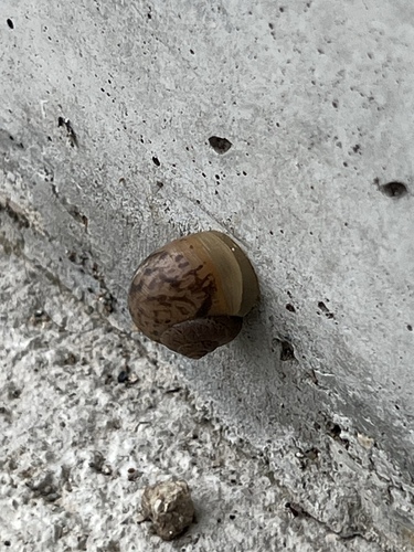 Acusta sieboldtiana