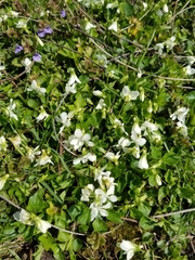 Viola striata