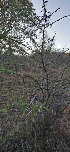 Curly-Pod Acacia