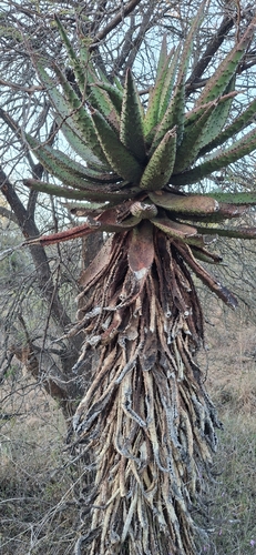 mountain aloe