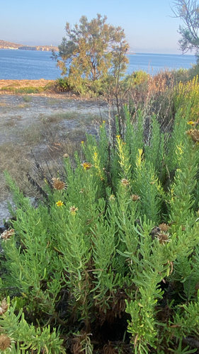 Golden Samphire
