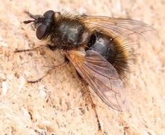 Tachina lurida