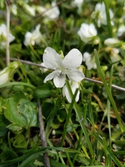 Viola striata