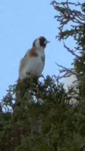 European Goldfinch
