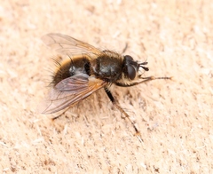 Tachina lurida