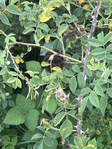 Mossy Rose Gall Wasp