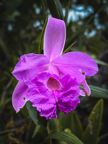 Sobralia macrantha, photograph 3