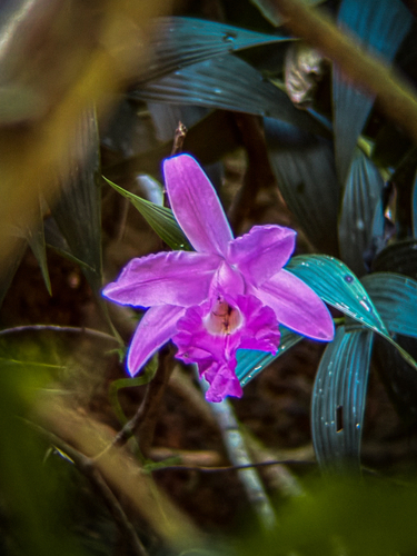 Sobralia macrantha, photograph 2