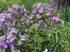 Orychophragmus violaceus