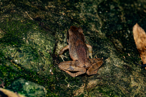 Platymantis corrugatus observed 2026-06-18